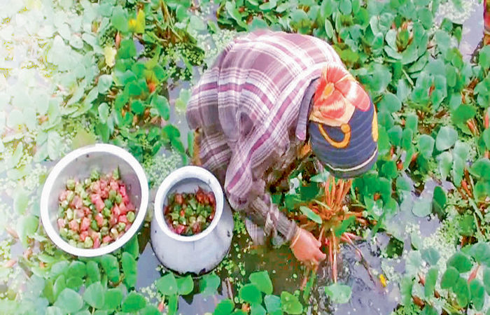 પાણીમાં ઉછરતો પાક શિંગોડા . 1 - image