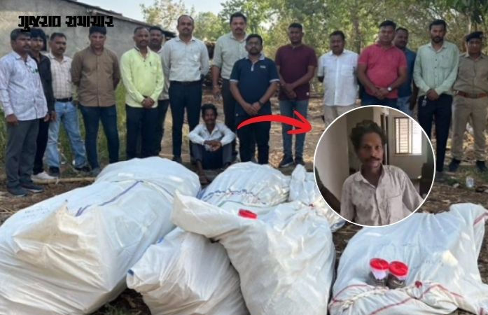 VIDEO| છોટા ઉદેપુર: કોલીયાથોર ગામે ખેતીની આડમાં ગાંજાનું વાવેતર, 78 લાખના જથ્થા સાથે માલિકની ધરપકડ 1 - image