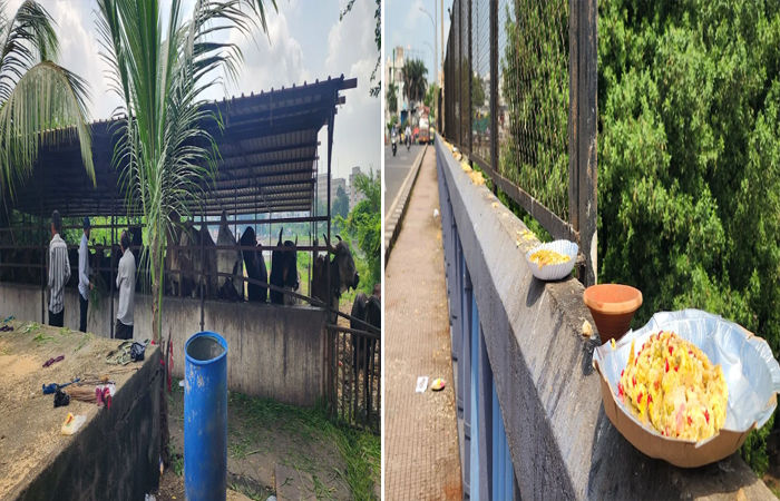 સુરતીઓને શ્રાદ્ધ પક્ષમાં પિતૃવાસ માટે કાગડા શોધવા બ્રિજ પર અને ગાય માટે ગૌશાળા જવું પડે છે 2 - image