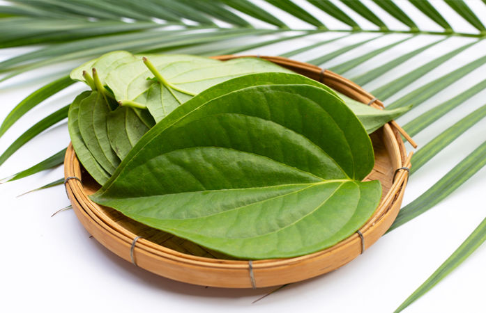 જમ્યા બાદ ચાવી લો આ પાંદડું, પેટ રહેશે સ્વસ્થ અને વજન પણ ઘટશે 1 - image