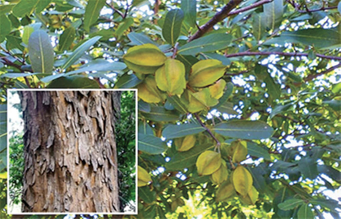 હૃદયરોગીઓ માટે રામબાણ - 'અર્જુન' 1 - image