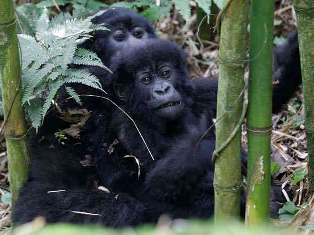 જંગલ સફારીમાં લુપ્ત થવાને આરે છે આ પ્રાણીઓ 1 - image