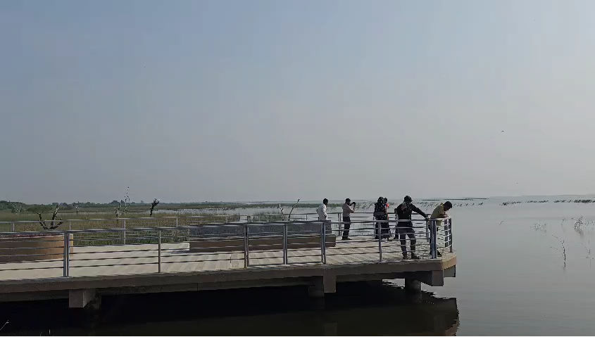 નળ સરોવરમાં બોટિંગ બંધ: પ્રવાસીઓને  'વીલા મોઢે' પાછા ફરવાનો વારો, સ્થાનિકોની રોજીરોટી છીનવાઈ 4 - image