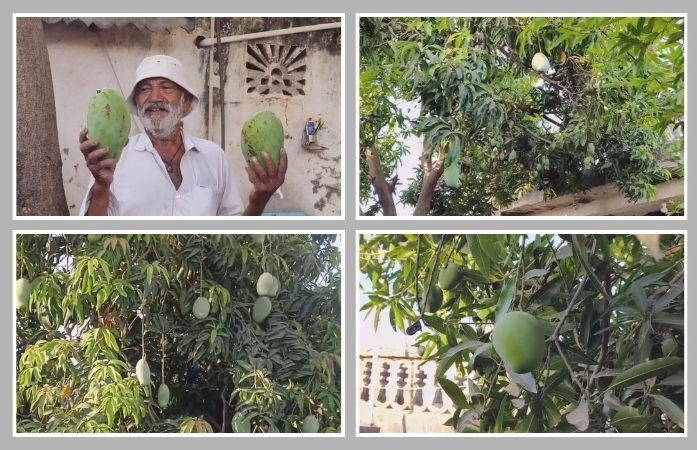 એક જ આંબા પર 14 કેરી જાતો!