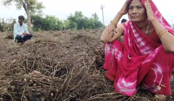 'મગફળીના પાથરા તણાયા, કપાસ પલળી ગયો...', અમરેલી પંથકમાં કમોસમી વરસાદના કારણે ખેડૂતોમને મોટાપાયે નુકસાની, સરકાર પાસે સહાયની માગ 2 - image