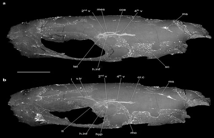 કોલસાની ખાણમાંથી મળ્યું હતું વિશ્વનું સૌથી જૂનું મગજ, વૈજ્ઞાનિકો હેરાન 2 - image