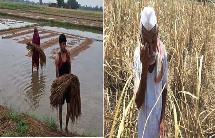 આણંદ જિલ્લામાં એક જ દિવસમાં 5000 ખેડૂતોની કૃષિ સહાયની અરજીઓ મંજૂર 1 - image