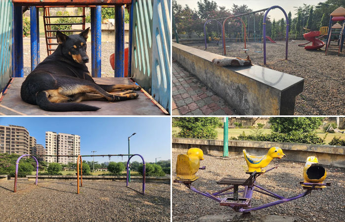 સુપ્રીમ કોર્ટના આદેશનો ઉલાળીયો : સુરત પાલિકાના પાલનપોર લેક ગાર્ડનમાં સળગાવાયો કચરો 2 - image