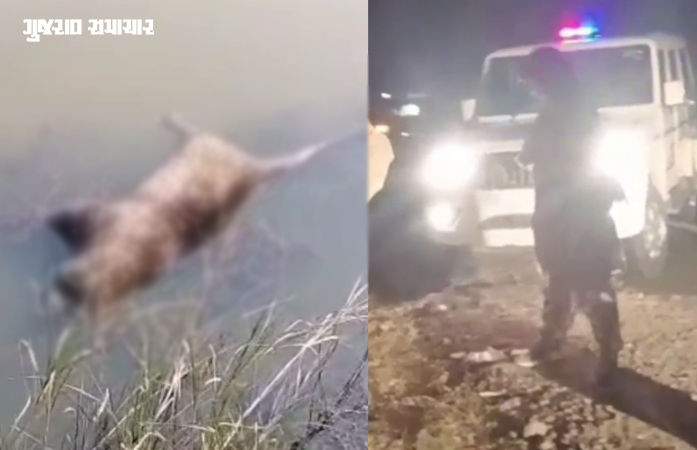 VIDEO | રોડ અકસ્માતમાં સિંહ બાદ દીપડાનું મોત! ધંધુકા-ફેદરા રોડ પર ખાડામાંથી દીપડાનો મૃતદેહ મળી આવ્યો 1 - image