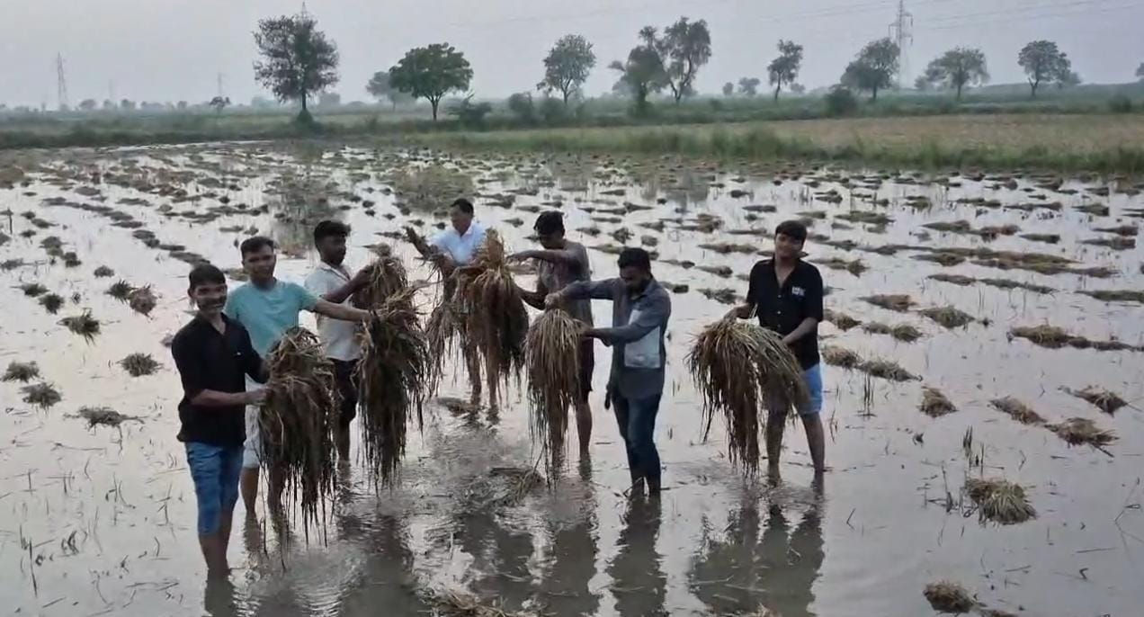 VIDEO: અમદાવાદમાં બાવળાના ખેતરોમાં જળપ્રકોપ: ડાંગરનો પાક ડૂબ્યો, જગતના તાતની હાલત દયનીય 2 - image
