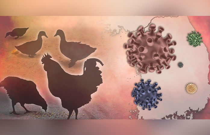 Maharashtra Bird Flu News