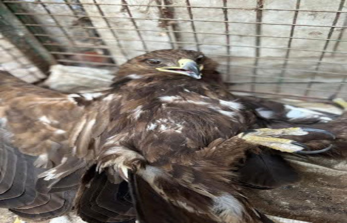 લખતરના ભાથરીયાની સીમમાં દુર્લભ નેપાળી ગરૃડ ઇજાગ્રસ્ત મળ્યું 1 - image