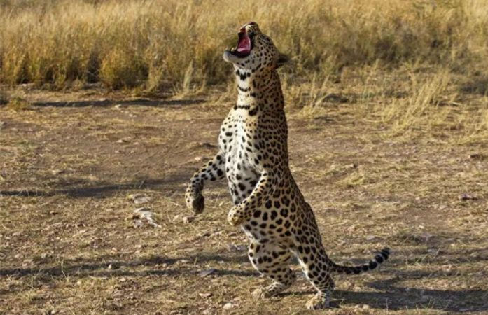 તાલાલાના રસુલપરામા શેરડીના ખેતરમાં શ્રમિકને દીપડાએ ફાડી ખાધો, વન વિભાગે અડધા કલાકમાં નરભક્ષીને પાંજરે પૂર્યો 1 - image