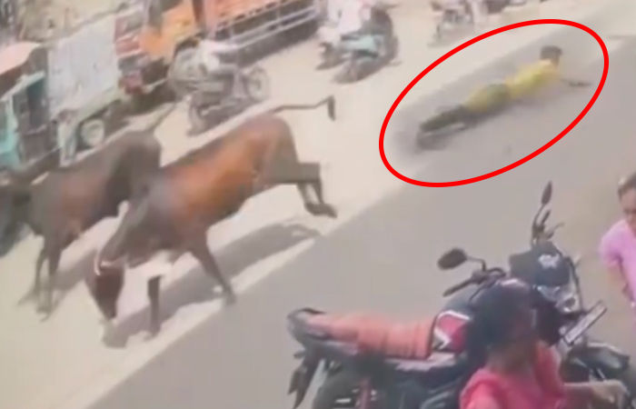 વડોદરામાં રખડતા પશુએ દોટ મૂકતા ઢોરપાર્ટીનો કર્મચારી અડધો કિલોમીટર ઢસડાયો, પગમાં ફસાયું હતું દોરડું 2 - image