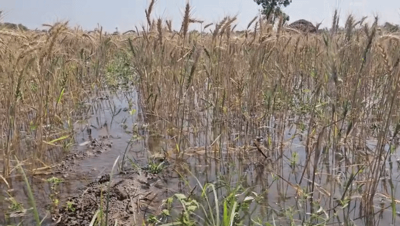 બનાસકાંઠા: સુઈગામના કોરેટીમાં કેનાલ તૂટતા 40 વીઘાના પાક પર પાણી ફરી વળ્યા, તંત્રની બેદરકારીથી ખેડૂતો પાયમાલ 2 - image