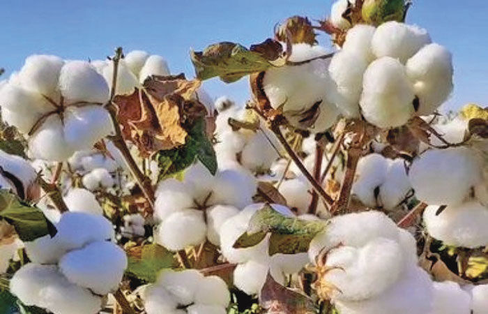 રૂ પરની આયાત ડયૂટી નાબુદ કરવા ગારમેન્ટ ઉદ્યોગ દ્વારા કરાયેલી રજૂઆત 1 - image