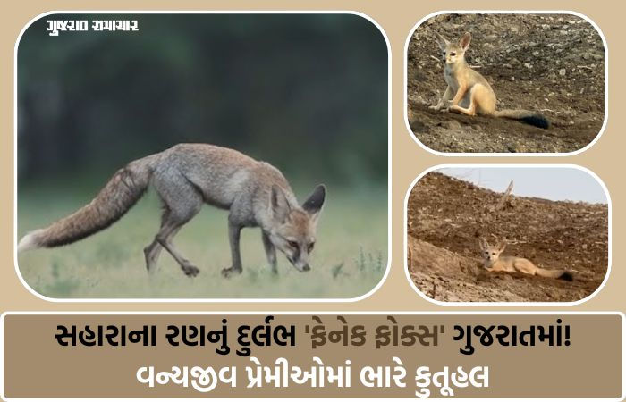 કચ્છના નાના રણમાં કુદરતનો ચમત્કાર: વચ્છરાજ બેટ પાસે જોવા મળ્યું વિશ્વનું સૌથી નાનું શિયાળ 1 - image