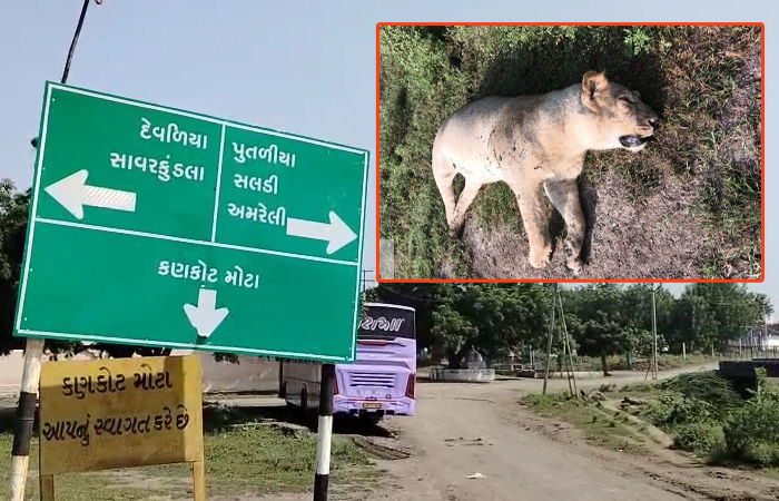 અમરેલીમાં ખેતરમાં તાર ફેન્સિંગના લીધે કરંટ લાગવાથી સિંહણનું મોત, વનવિભાગે 2 લોકોની કરી ધરપકડ 3 - image