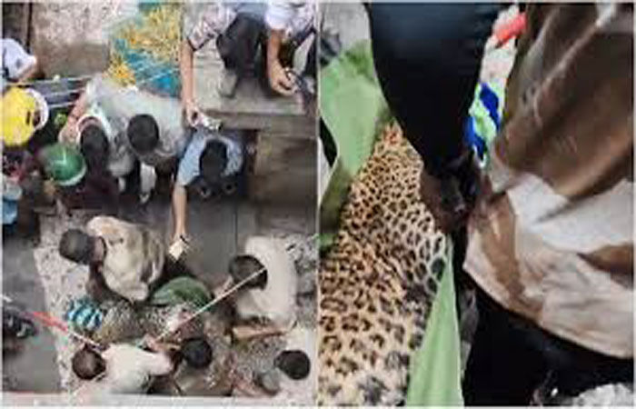 ભાયંદરના ગીચ વિસ્તારમાં ઘૂસેલા દીપડાનો ઉત્પાતઃ હુમલામાં 7 ઘાયલ 1 - image