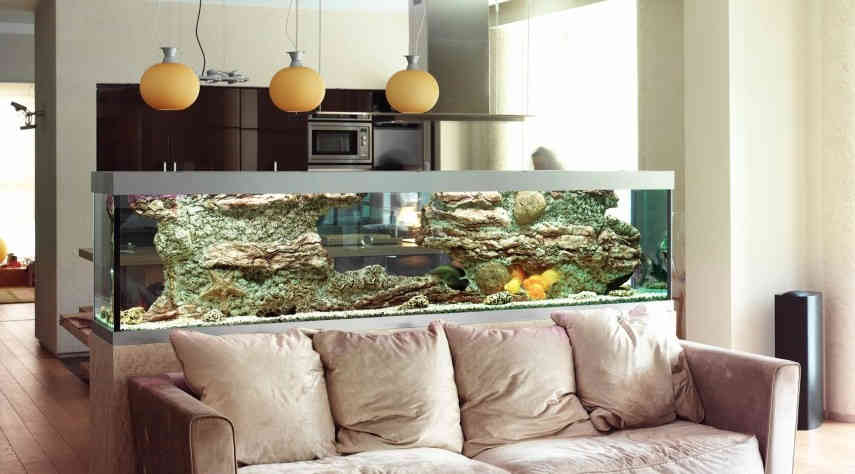 યોગ્ય દિશામાં એક્વેરિયમ રાખશો તો જ થશે આ 7 ફાયદા 1 - image