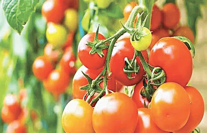 ટોમેટો પ્રોડ્ક્ટસ વિશે વિસ્તૃત જાણકારી | Detailed information on Tomato  Products - Gujarat Samachar