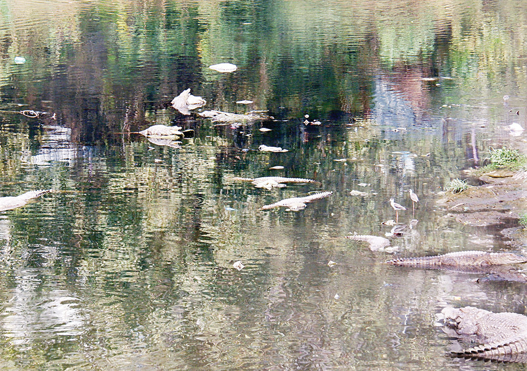 વિશ્વામિત્રીના 17 કિમી એરિયામાં મગરોની બે તબક્કામાં ગણતરી કરાઇઃ 10 વર્ષમાં બમણી વસ્તી થવાની શક્યતા 3 - image