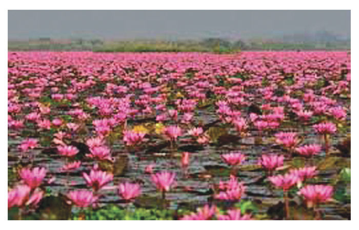 ખેલ ખતમ થયા પણ ભાષા જીવંત રહેશે 2 - image