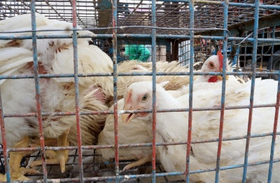 Rare H5N5 bird flu case raises vigilance in United States