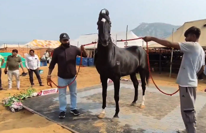 VIDEO | પુષ્કર મેળો 2025: 15 કરોડનો ઘોડો, 600 કિલોની 25 લાખની ભેંસ અને સૌથી નાનો અશ્વ બન્યા મુખ્ય આકર્ષણ 1 - image