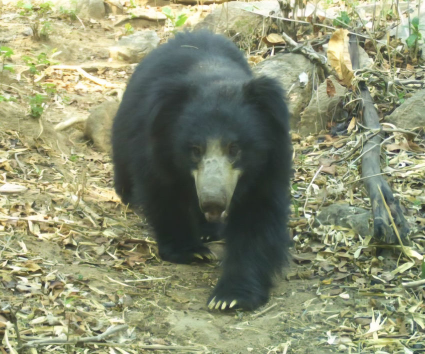 રતનમહાલનું જંગલ મૂળે રીંછોનું રહેઠાણ, ૬૬ જેટલા રીંછોનો વસવાટ 1 - image