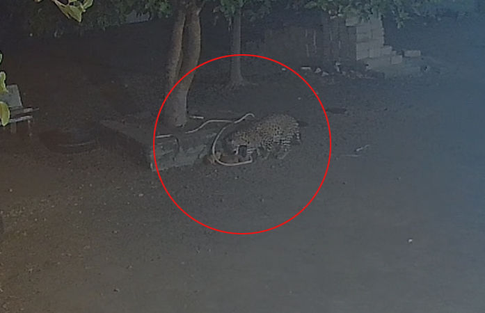 વડિયા પંથકમાં ફફડાટ: સિંહો બાદ હવે દીપડાની દહેશત, હનુમાન ખીજડિયામાં શ્વાનનો શિકાર CCTVમાં કેદ 1 - image