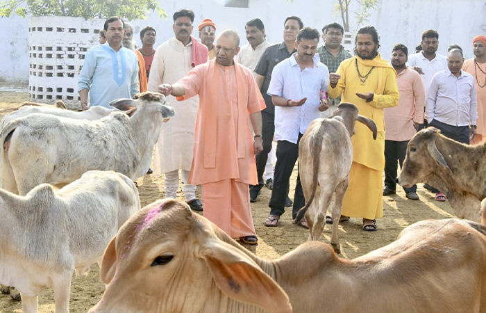 ભાજપના ગઢમાં ભૂખ-તરસથી 20 ગાયના મોત, અધિકારીઓએ એવું કર્યુ કે હિંદુ સંગઠનોએ હોબાળો મચાવ્યો 1 - image