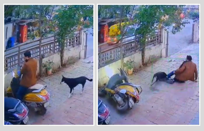 અમદાવાદમાં 'શ્વાનોનો આતંક'! એક જ દિવસમાં 5 લોકોને બચકાં ભર્યા, ભયાનક દૃશ્યો CCTVમાં કેદ 2 - image