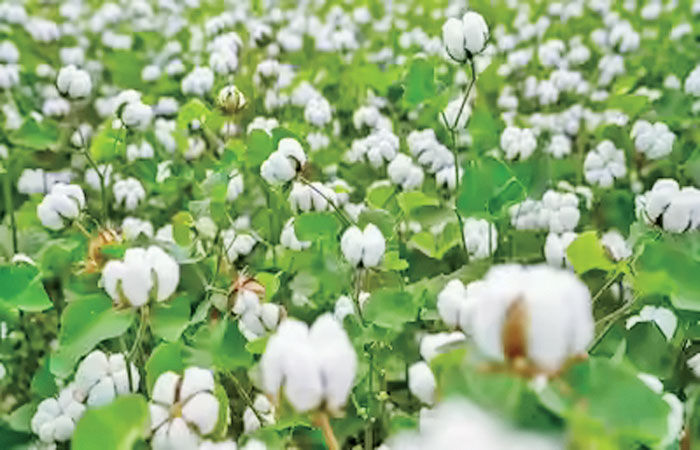 ભારે વરસાદ,ચક્રવાત મોન્થાને કારણે કપાસના ઉત્પાદનમાં 2% ઘટાડાની ધારણા 1 - image