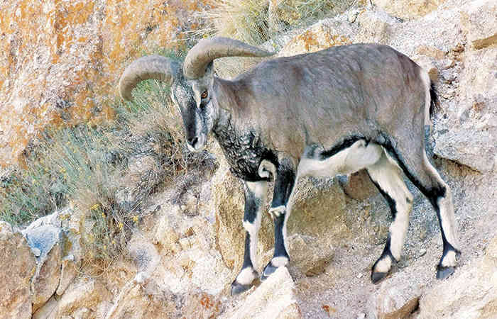 હિમાલયના આક્રમક પહાડી ઘેટાં : આર્ગેલી 1 - image
