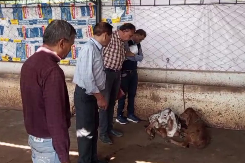 અમરેલી: માનવ મંદિર ખાતે કોંગો ફીવરનો શંકાસ્પદ કેસ, વિદ્યાર્થી સારવાર અર્થે અમદાવાદ ખસેડાયો 3 - image