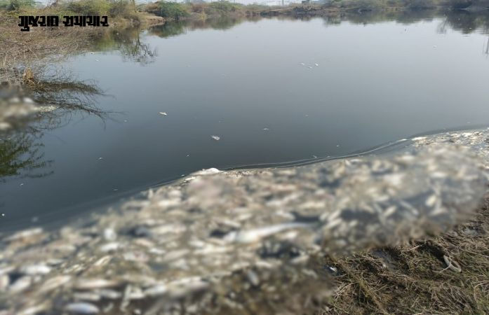 અમદાવાદ: બાવળાના રામનગર પાસે તળાવ બન્યું 'ઝેરી', અનેક માછલીઓના મોત, કેમિકલયુક્ત પાણી છોડાયાનો ગ્રામજનોનો આક્ષેપ 1 - image