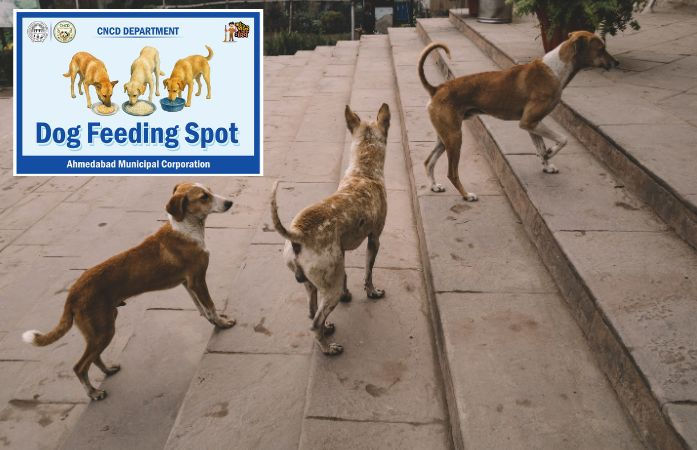 અમદાવાદીઓ સાવધાન! જાહેર રોડ પર શ્વાનને ખવડાવ્યું તો થશે દંડ, AMCએ નક્કી કર્યા 100 'ફિડિંગ સ્પોટ' 1 - image