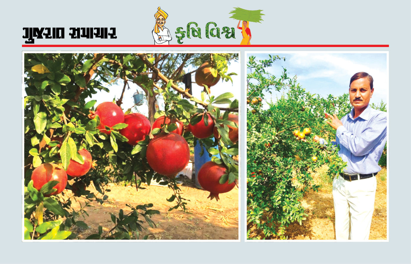 દાડમની ખેતીમાં પ્રત્યેક તબક્કે સાવઘાની જરૂરી, યોગ્ય માવજત અને સંભાળ દાડમમાં કમાણી કરાવશે 1 - image