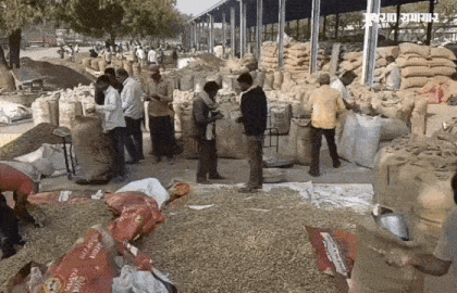 VIDEO: ખેડૂતોની કાળી મહેનત પર પાણી: અમરેલી યાર્ડમાં મગફળીના ઢગલા, પણ ટેકાના ભાવ કરતાં રૂ.600 મળે છે ઓછા! 1 - image