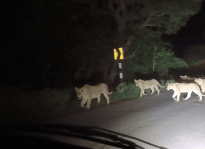 કોણ કહે છે સિંહના ટોળા ન હોય... આ વીડિયોએ ખોટી પાડી કહેવત, 14 સિંહોની એકસાથે લટાર 1 - image