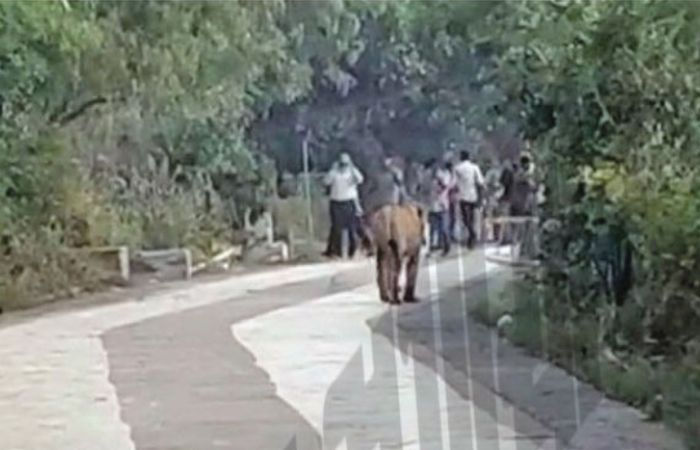 Lion spotted on Shatrunjay Hill walkway sparks panic among pilgrims