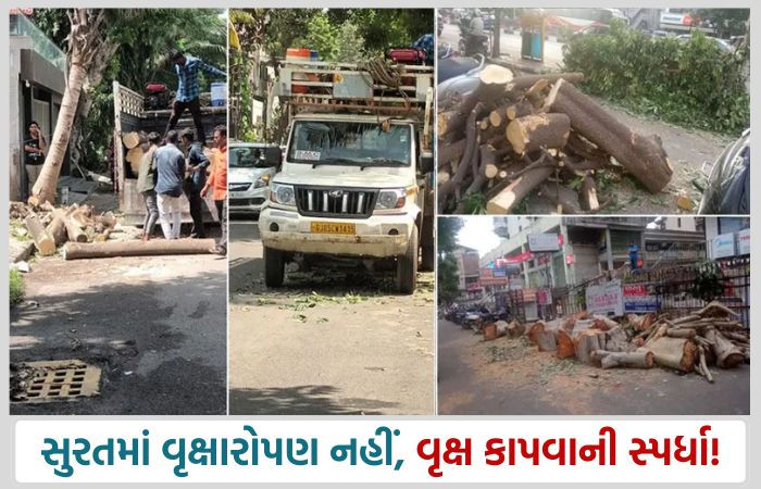 સુરતમાં વૃક્ષારોપણ નહીં વૃક્ષ કાપવાની સ્પર્ધા!, સપ્તાહમાં બીજું મોટું વૃક્ષ SMCએ કાપી નાખ્યું 1 - image