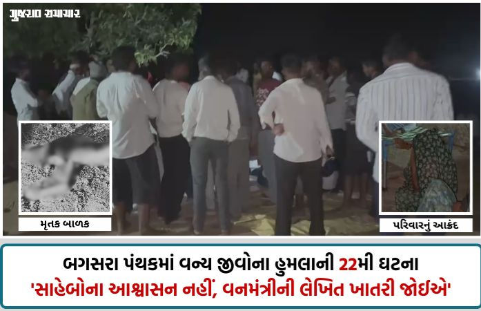 VIDEO| અમરેલી: ઘંટીયાળ ગામે સિંહણના હુમલામાં 7 વર્ષના બાળકનું મોત, વન વિભાગ સામે ભારે રોષ, પરિવારનો મૃતદેહ સ્વીકારવાનો ઇનકાર 1 - image