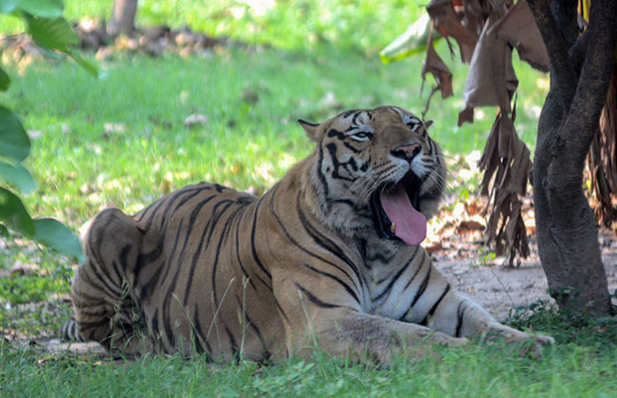 72 Tigers Die in Thailand’s Tiger Kingdom