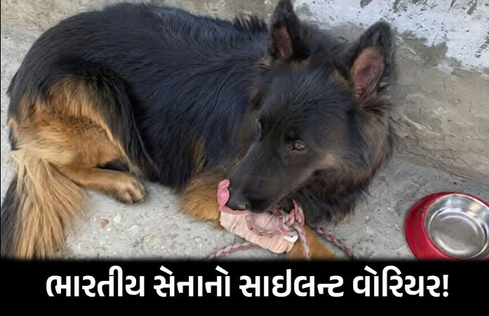 Army Dog Tyson Courage Kishtwar