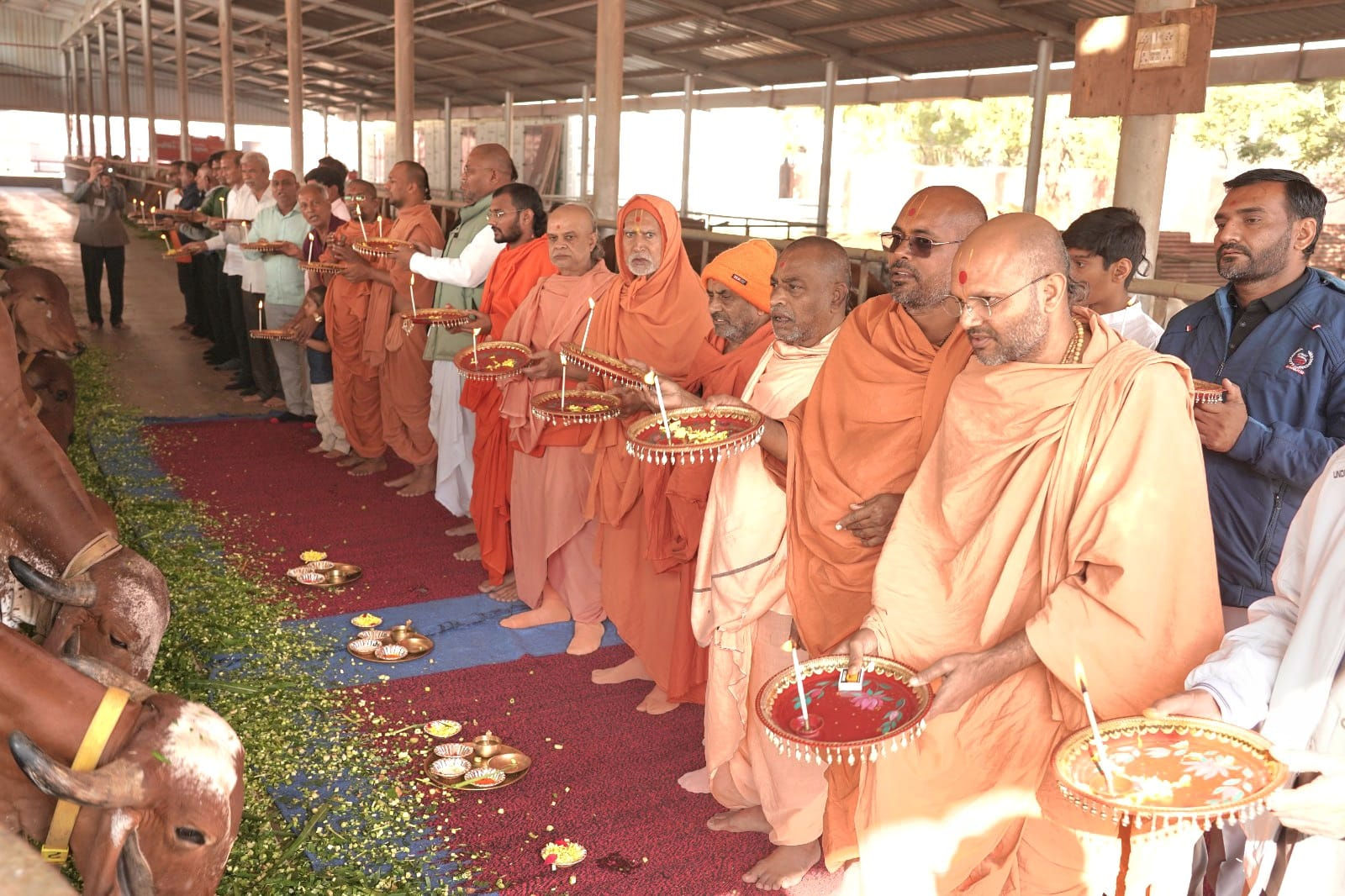 વડતાલ ધામમાં મકરસંક્રાંતિ પર 310 ગાયોનું વિશેષ પૂજન, લાડુ, સુખડી, લીલો ચારો ખવડાવામાં આવ્યો 2 - image