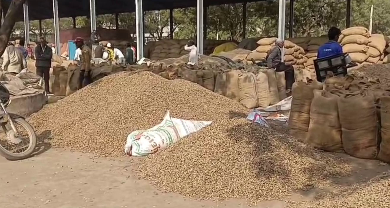 VIDEO: ખેડૂતોની કાળી મહેનત પર પાણી: અમરેલી યાર્ડમાં મગફળીના ઢગલા, પણ ટેકાના ભાવ કરતાં રૂ.600 મળે છે ઓછા! 2 - image