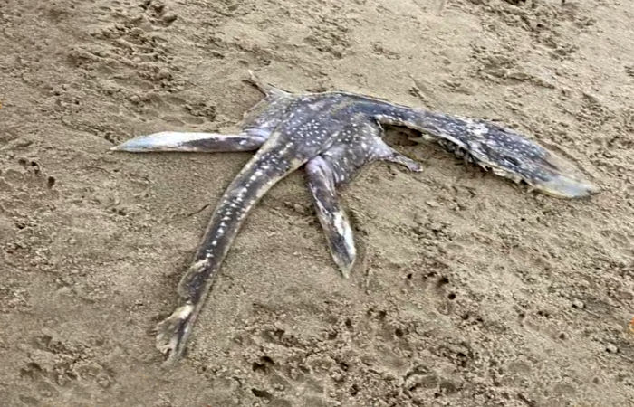 સમુદ્ર કિનારે મળ્યો એલિયન જેવો દેખાતો અજીબો ગરીબ જીવ, એક્સપર્ટ પણ હજુ સુધી નથી ઓળખી શક્યા 1 - image