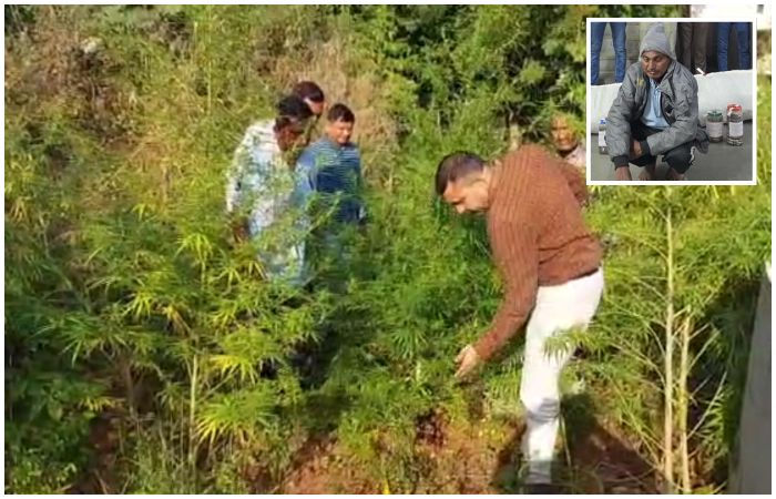 પંચમહાલ: શહેરાના બોરીયા ગામેથી રૂ. 32 લાખથી વધુનો લીલો ગાંજો ઝડપાયો, એકની ધરપકડ 1 - image